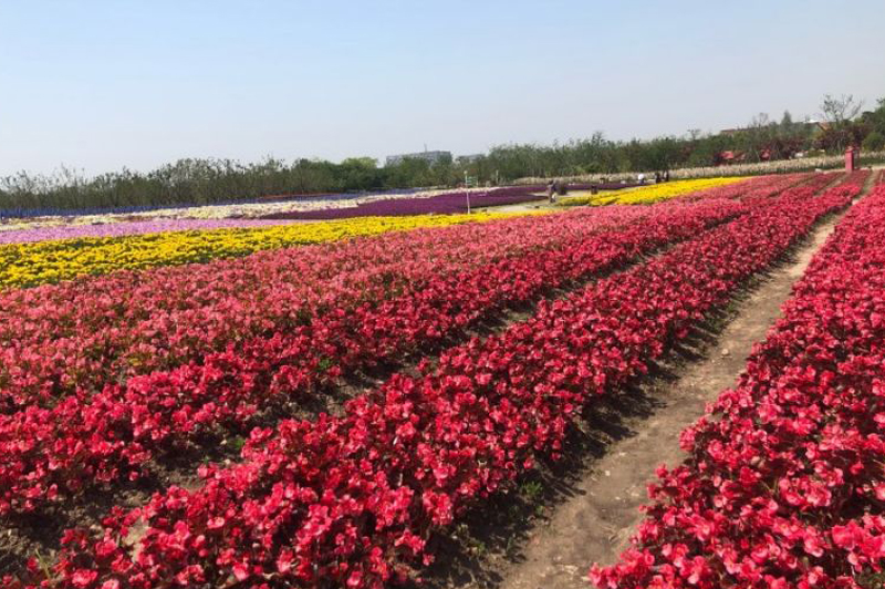 Zhoupu Flower Sea